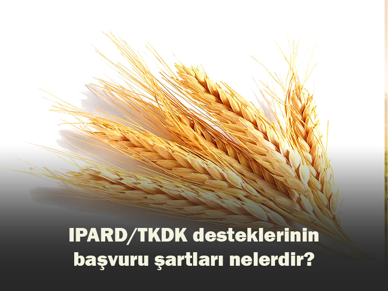  IPARD/TKDK desteklerinin başvuru şartları nelerdir?